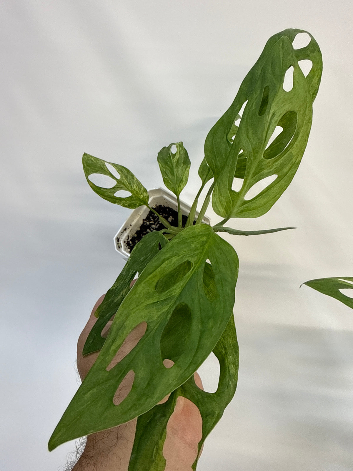 Monstera adansonii ‘Indonesian Mint’ — Grower’s Choice