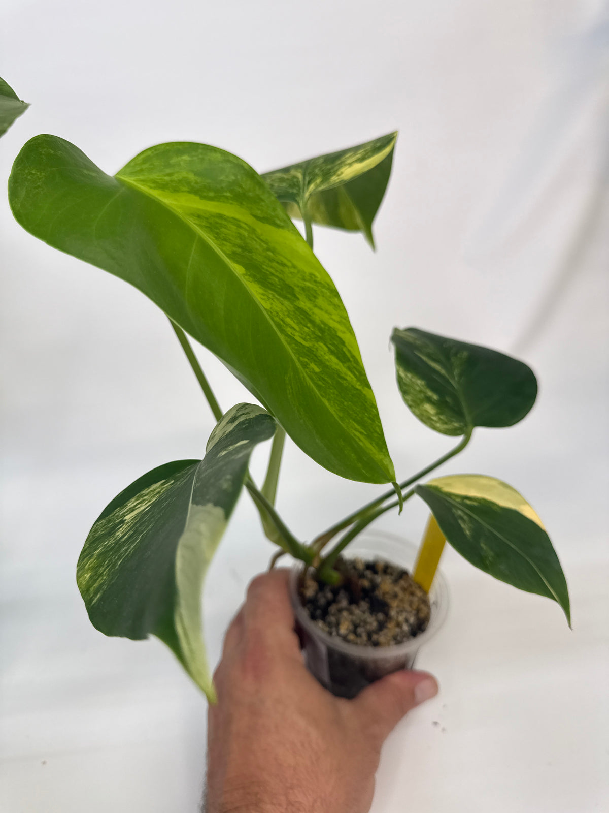 Monstera borsigiana Aurea — “Whiz”