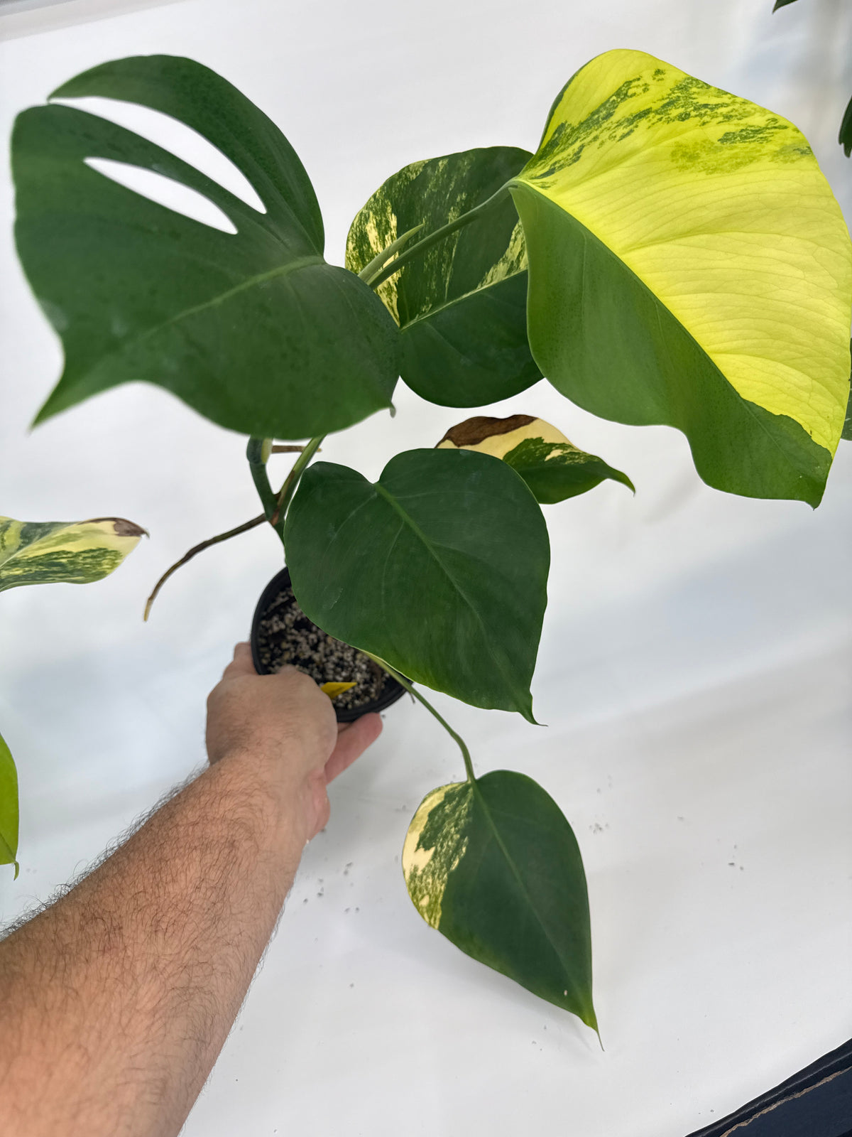 Monstera borsigiana Aurea — “Meghan”