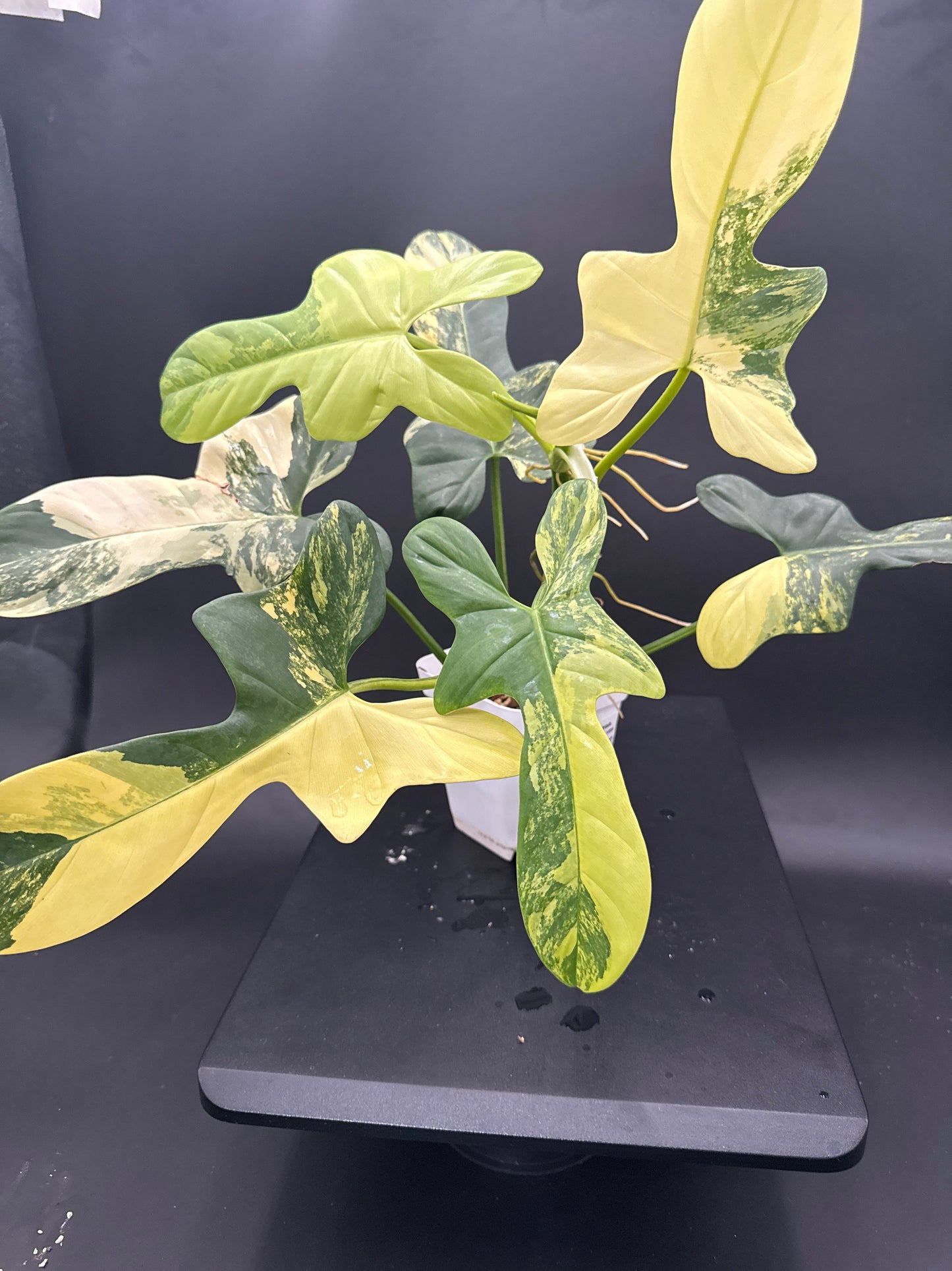 Philodendron Bipennifolium var - “Athena”