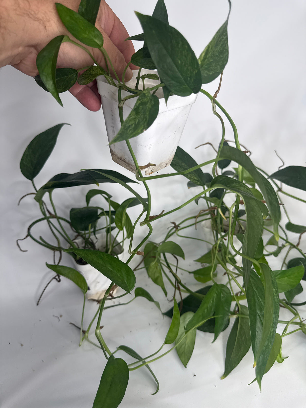 Epipremnum pinnatum ‘Mint’ Variegated — Grower’s Choice | 5” Pot