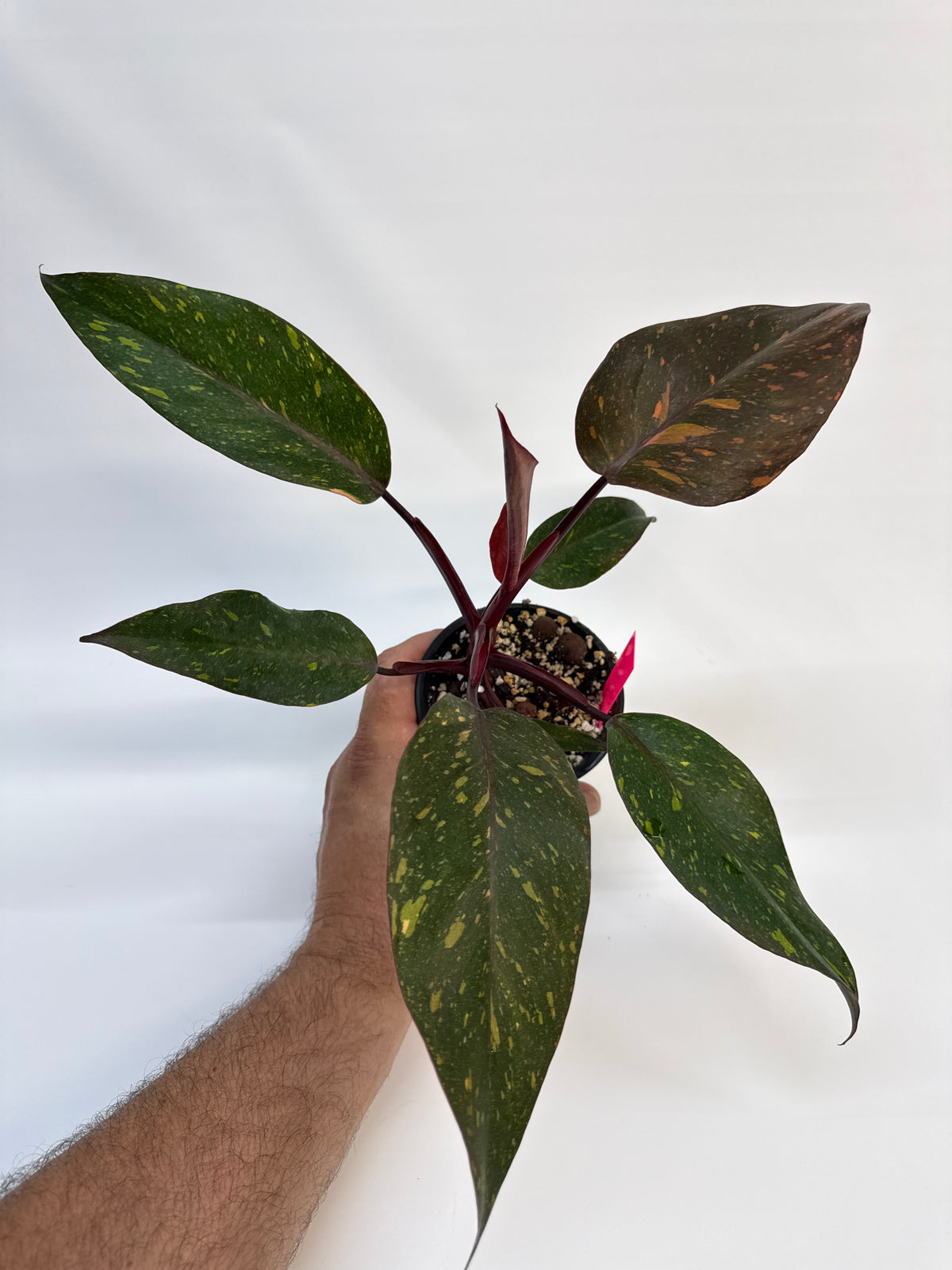 Philodendron ‘Orange Princess’ – High Color | Katie