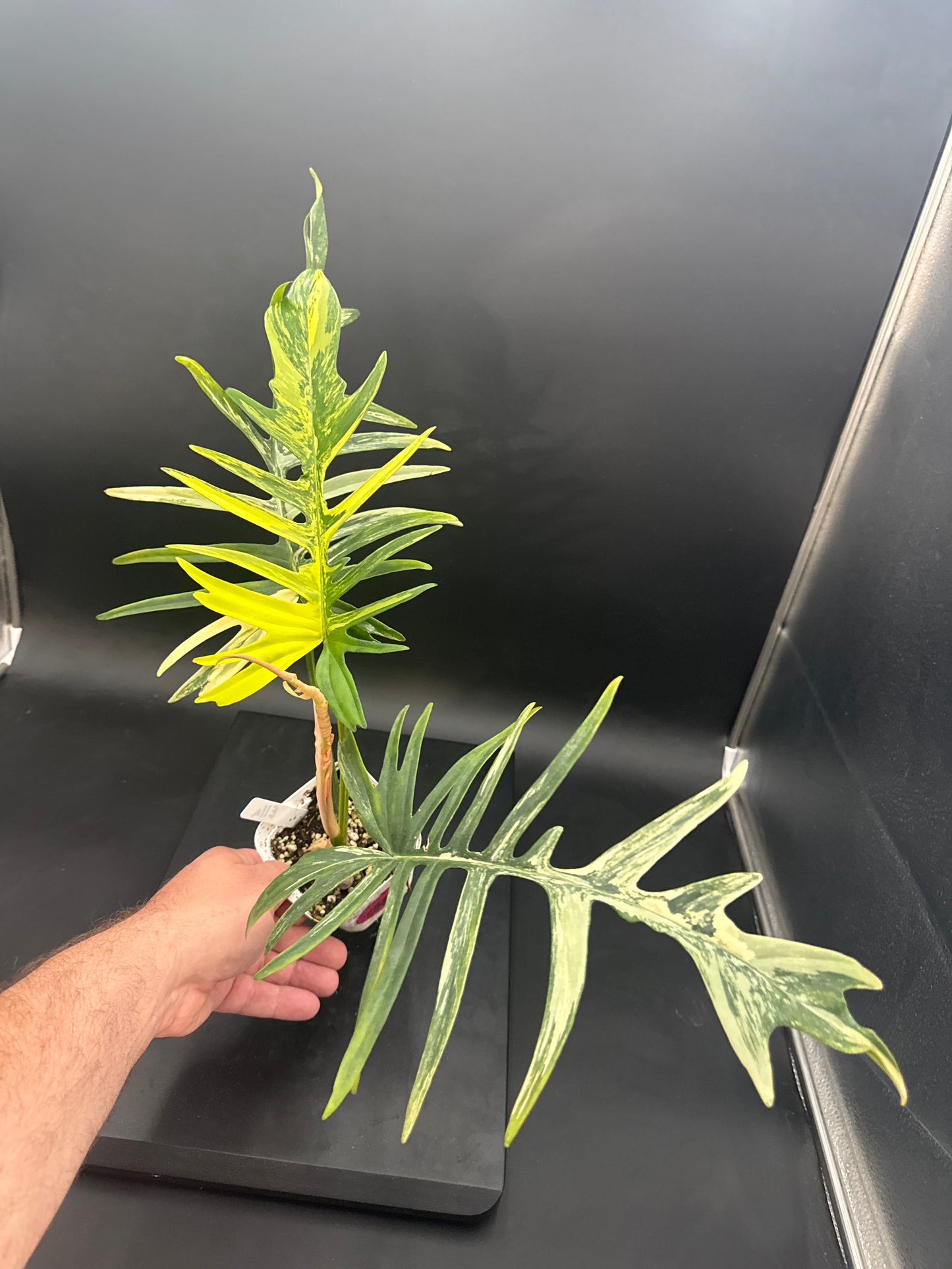 Philodendron Tortum × Florida Beauty Variegated - “Ella”