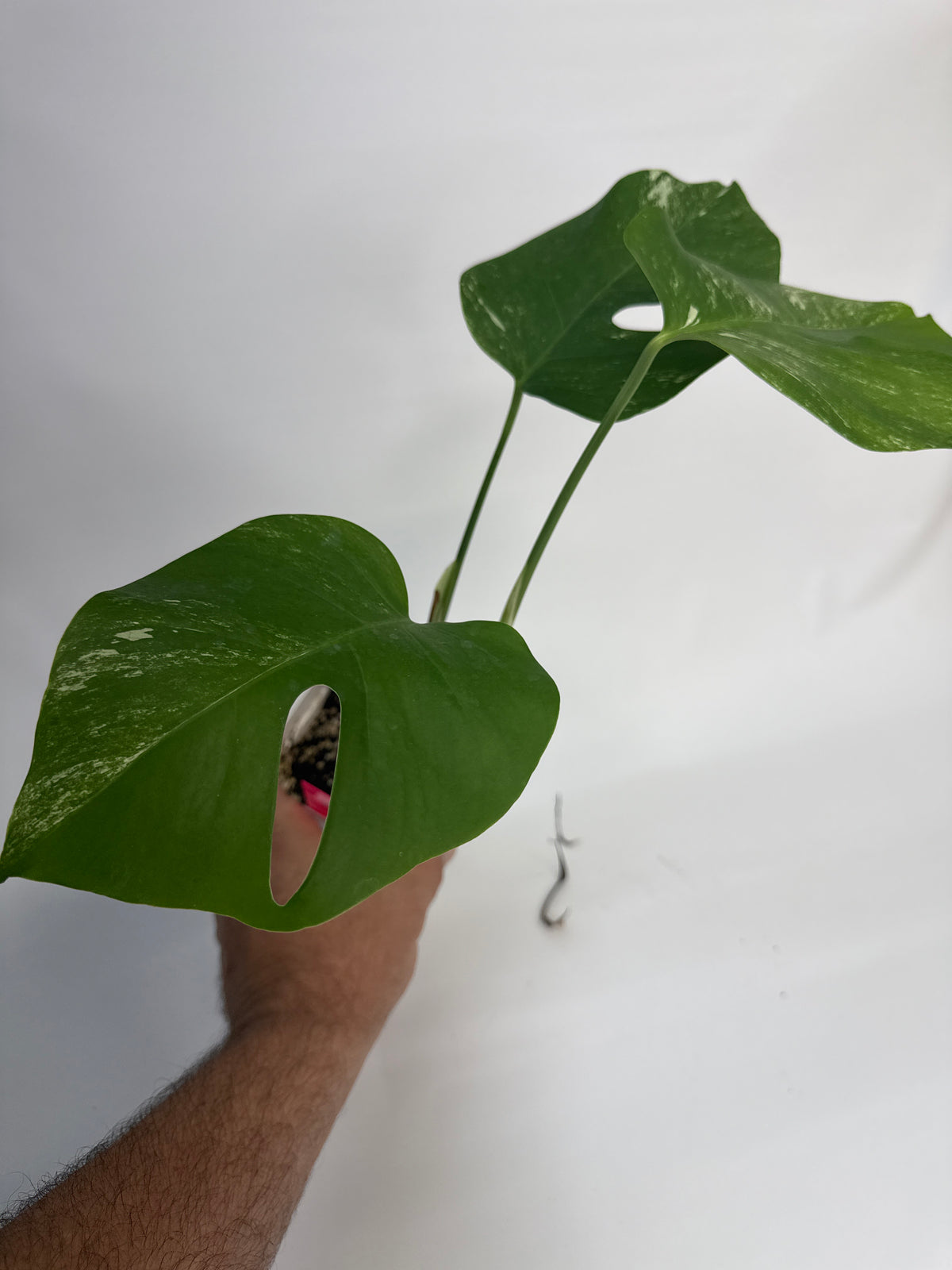 Monstera deliciosa albo - “Joshua”