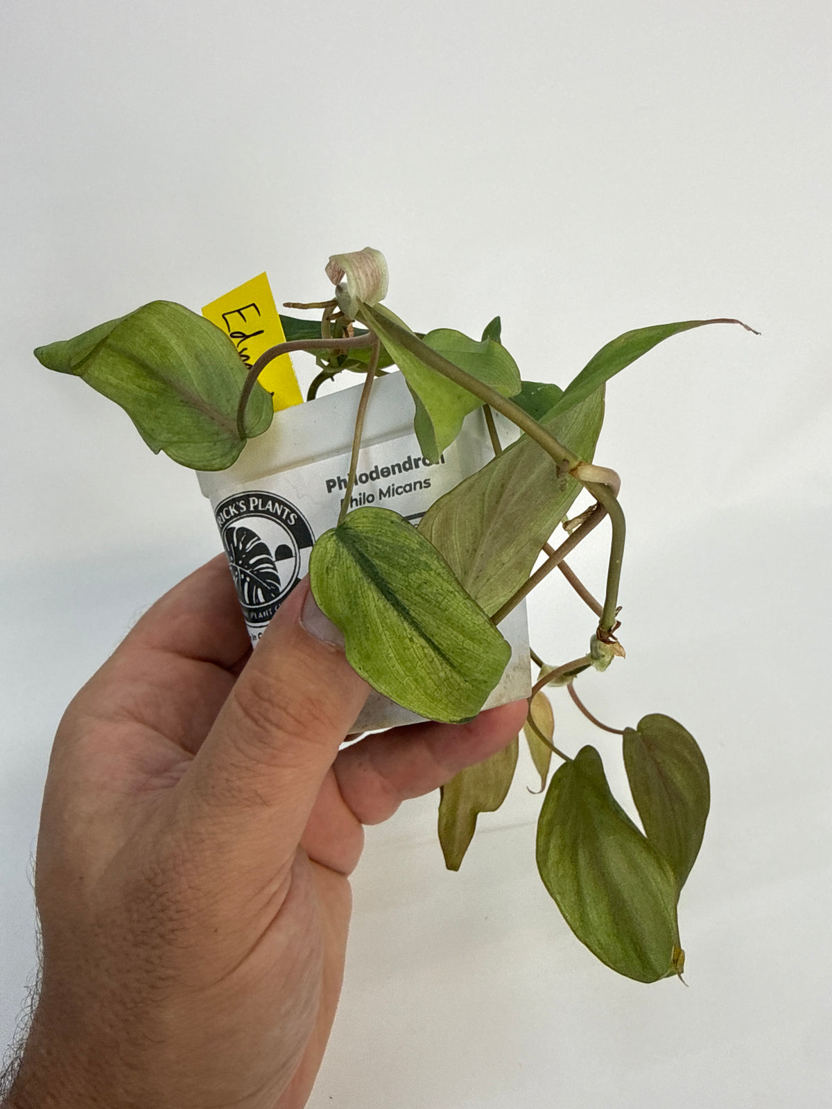 Philodendron Micans mint variegated with pink - “Edward”