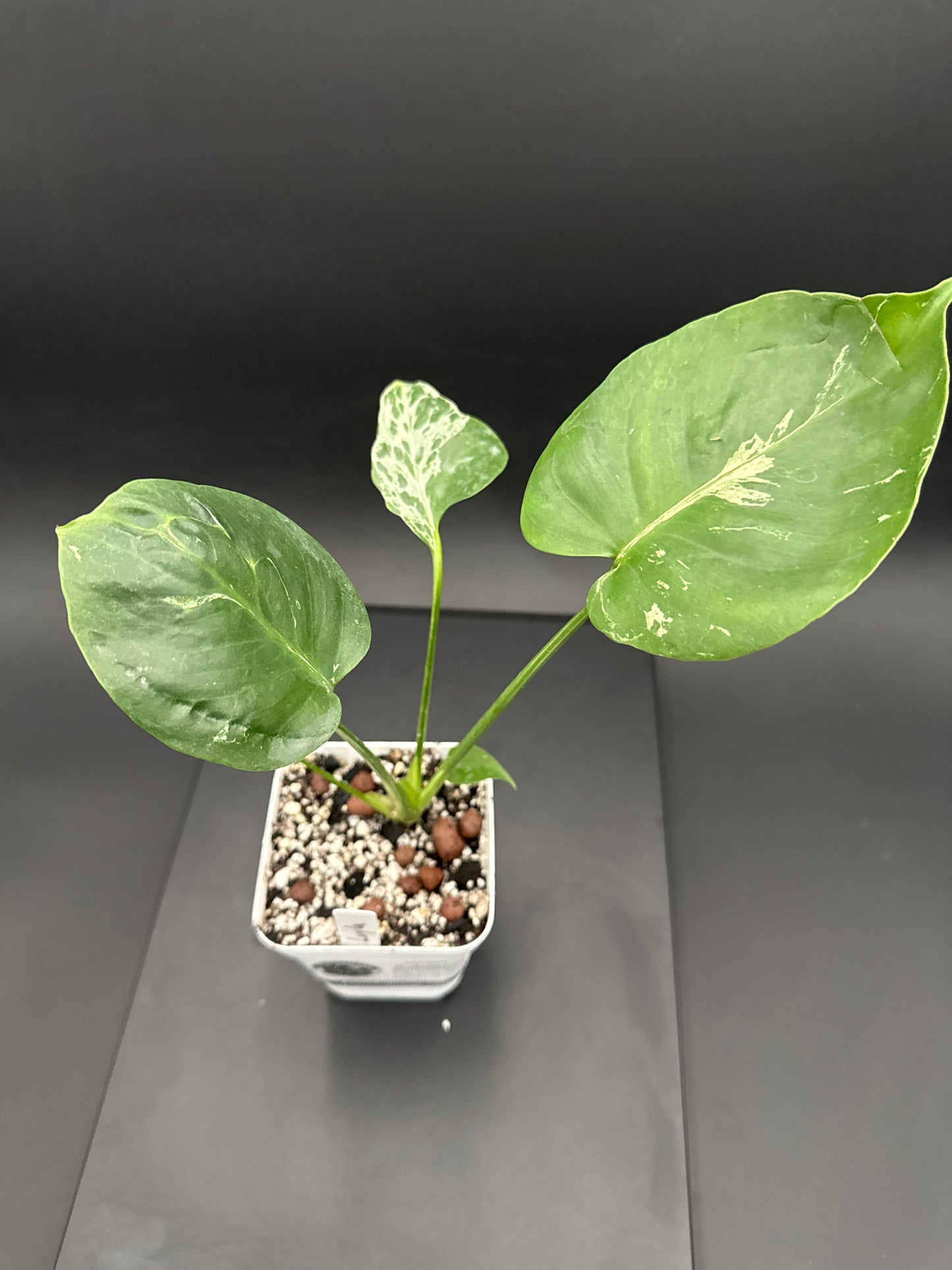 Monstera Bulbasaur- “Layla”