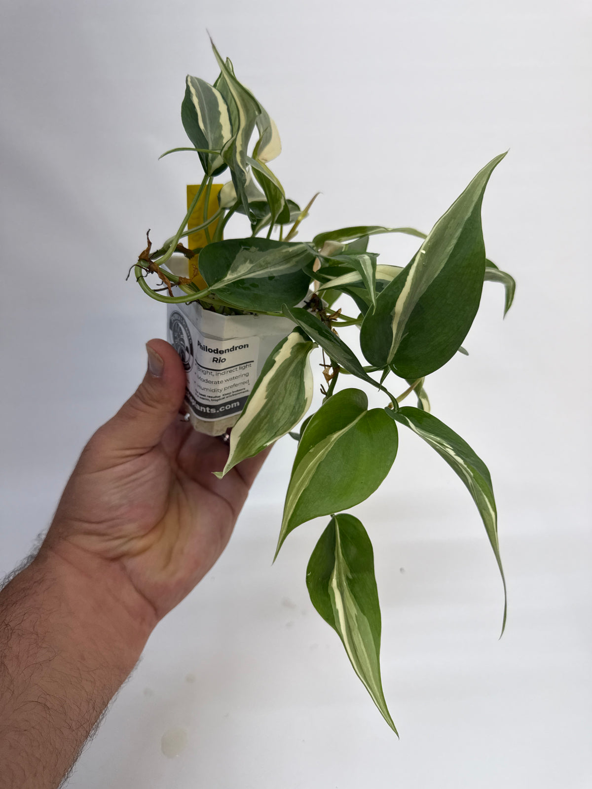 Philodendron Rio - “Veronica”