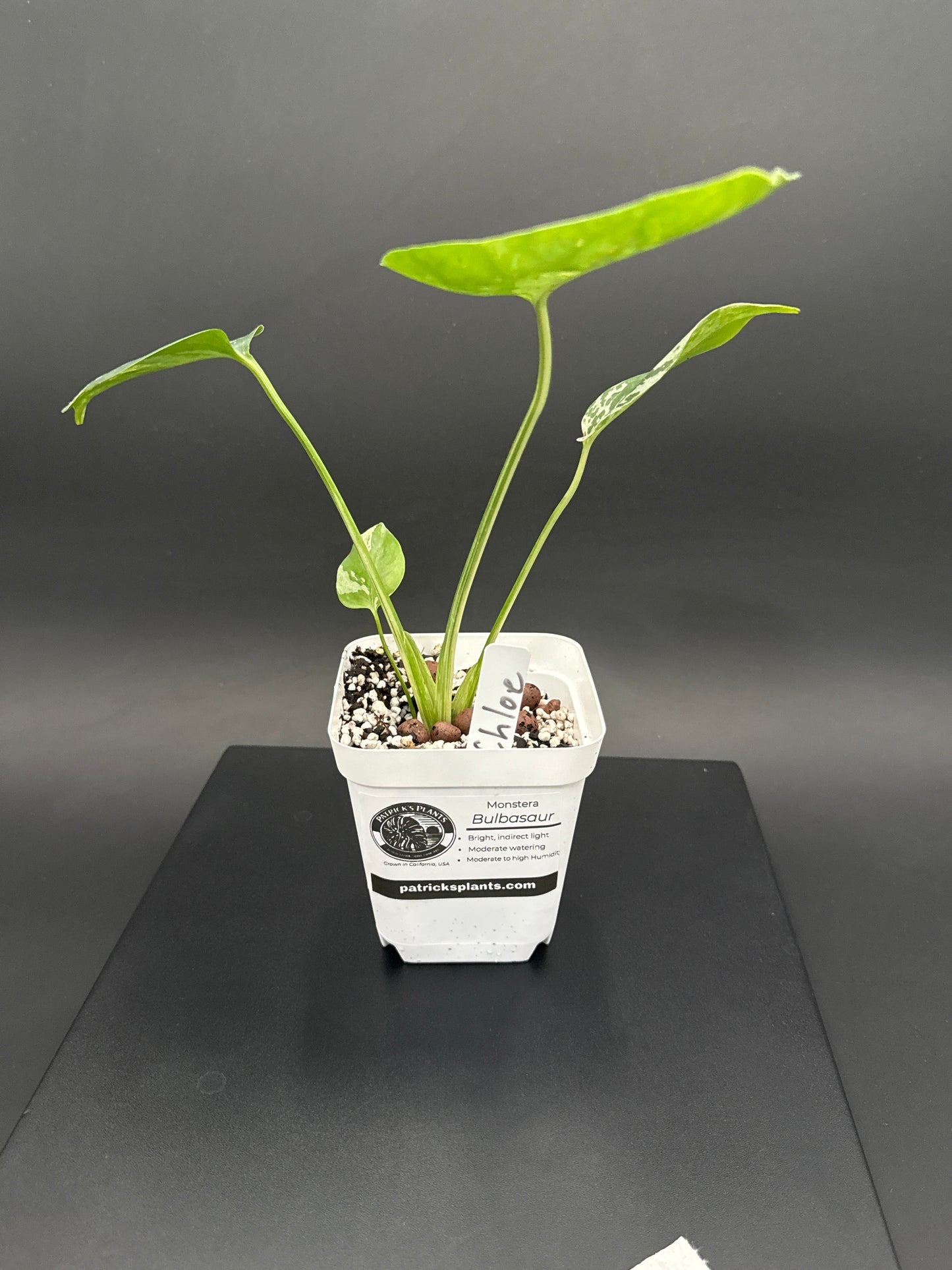 Monstera Bulbasaur - “Chloe”