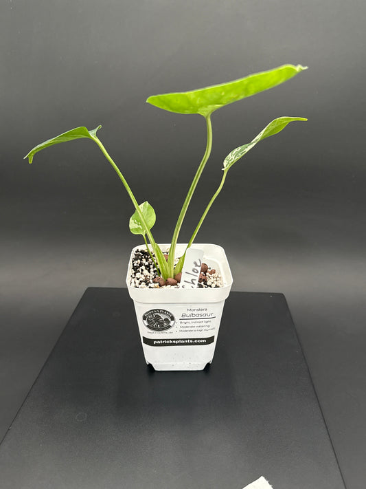 Monstera Bulbasaur - “Chloe”