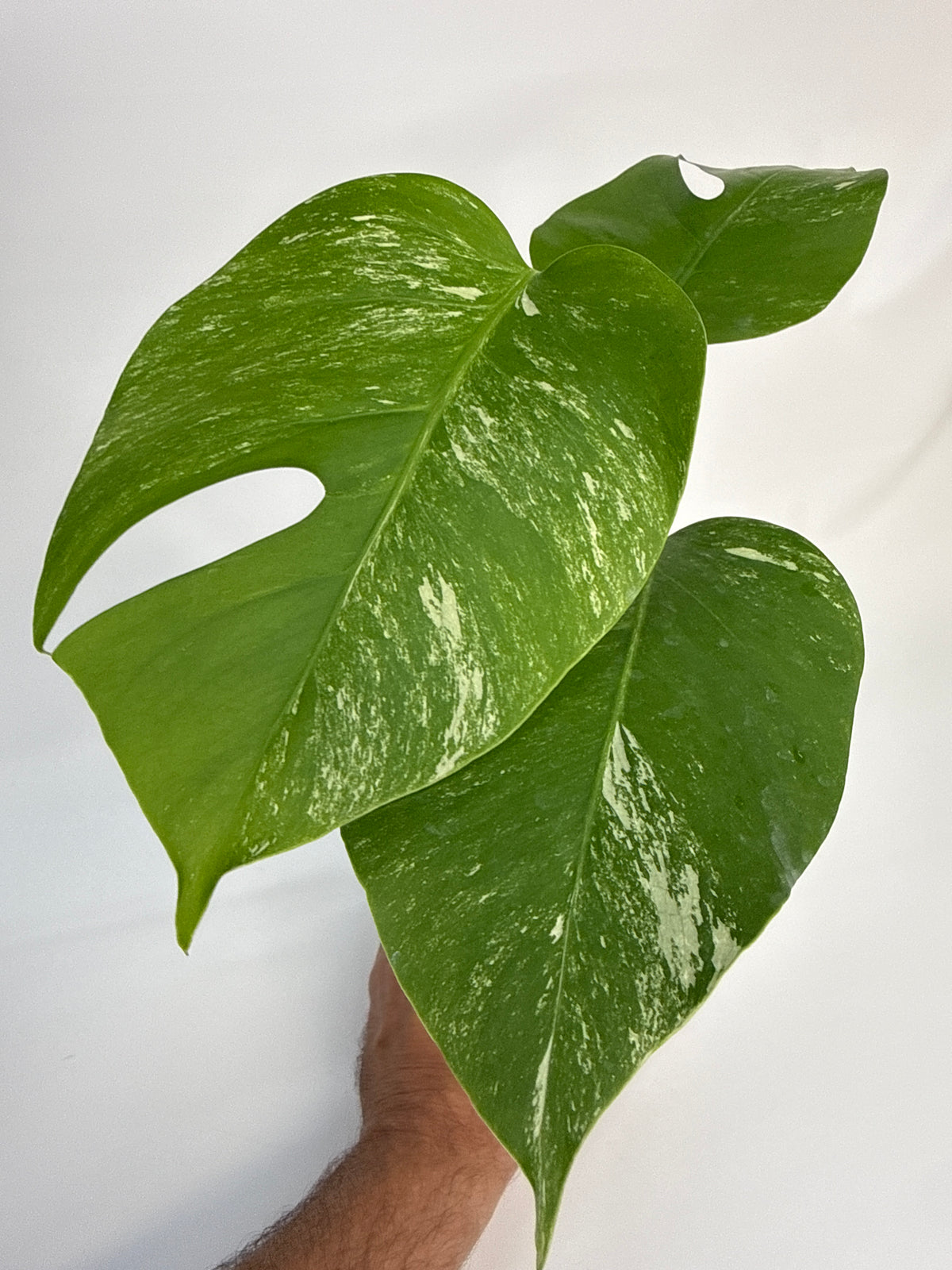 Monstera deliciosa albo - “Joshua”