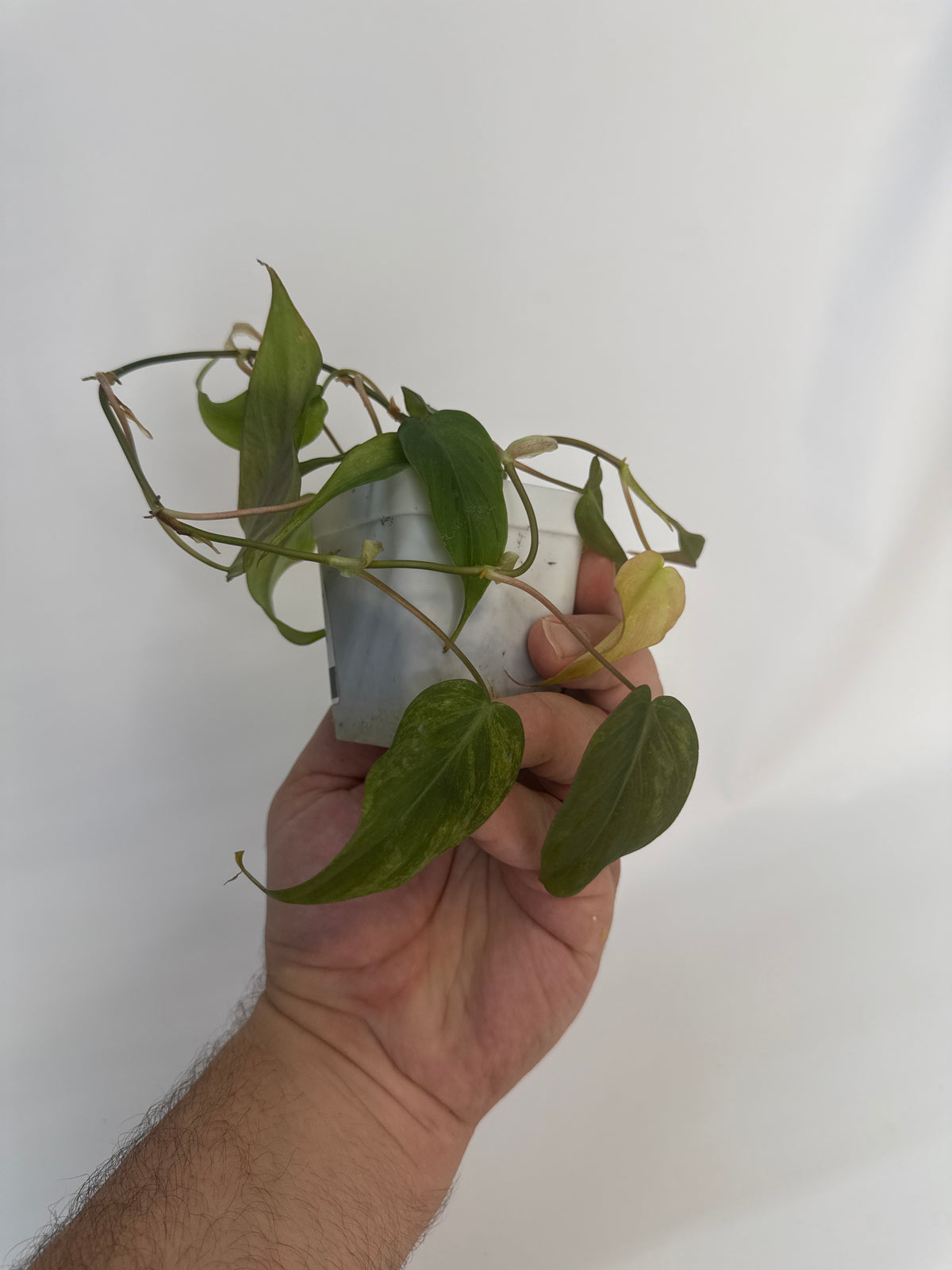 Philodendron Micans mint variegated with pink - “Edward”
