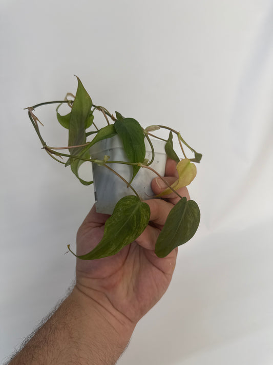 Philodendron Micans mint variegated with pink - “Edward”