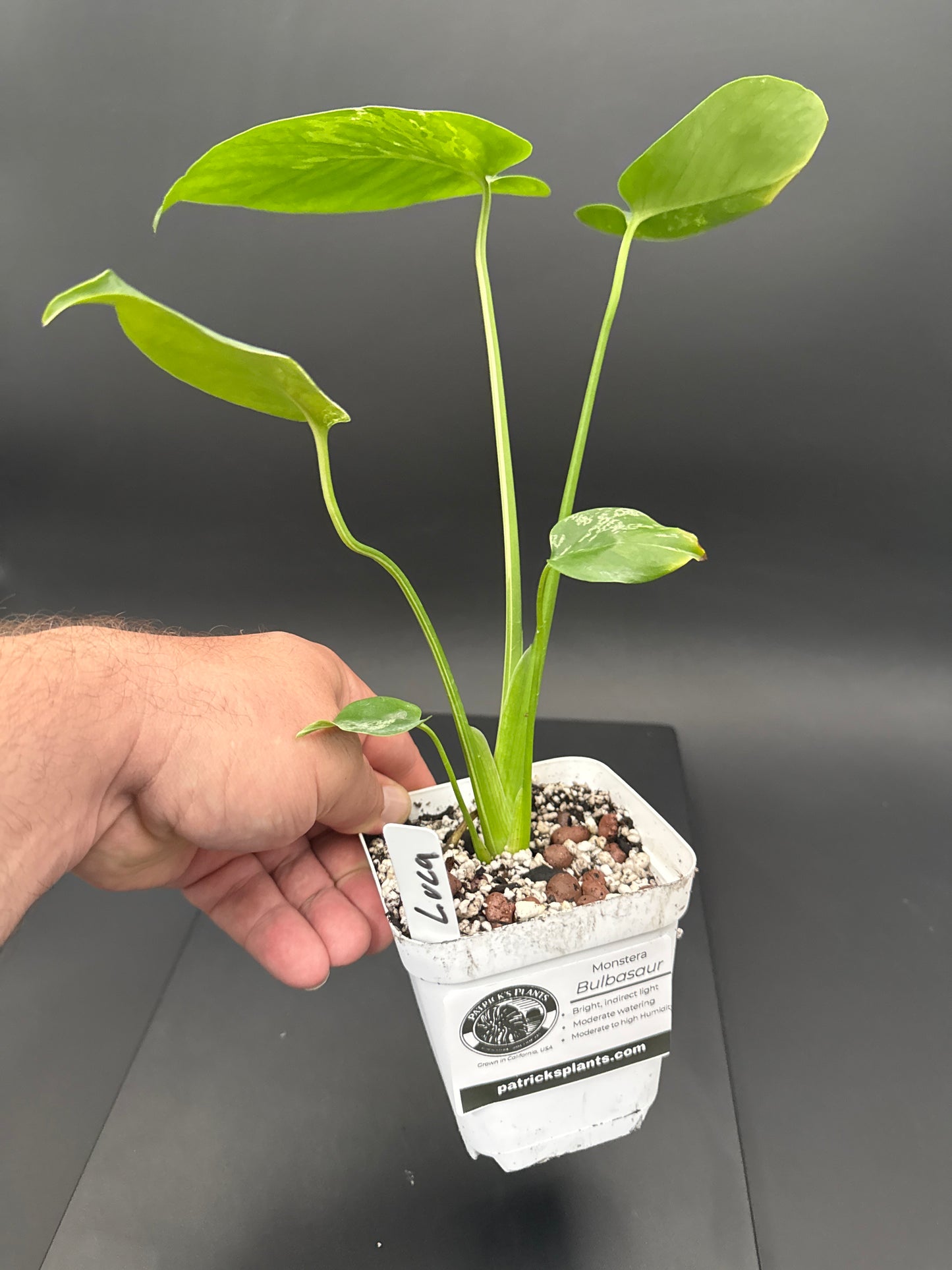 Monstera Bulbasaur - “Luca”