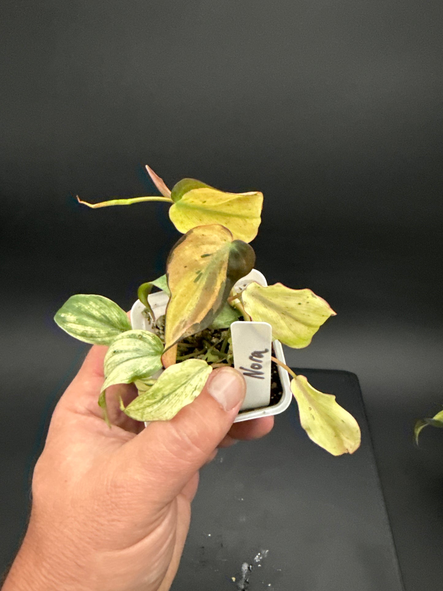 Philodendron Micans Pink Mint - “your choice”