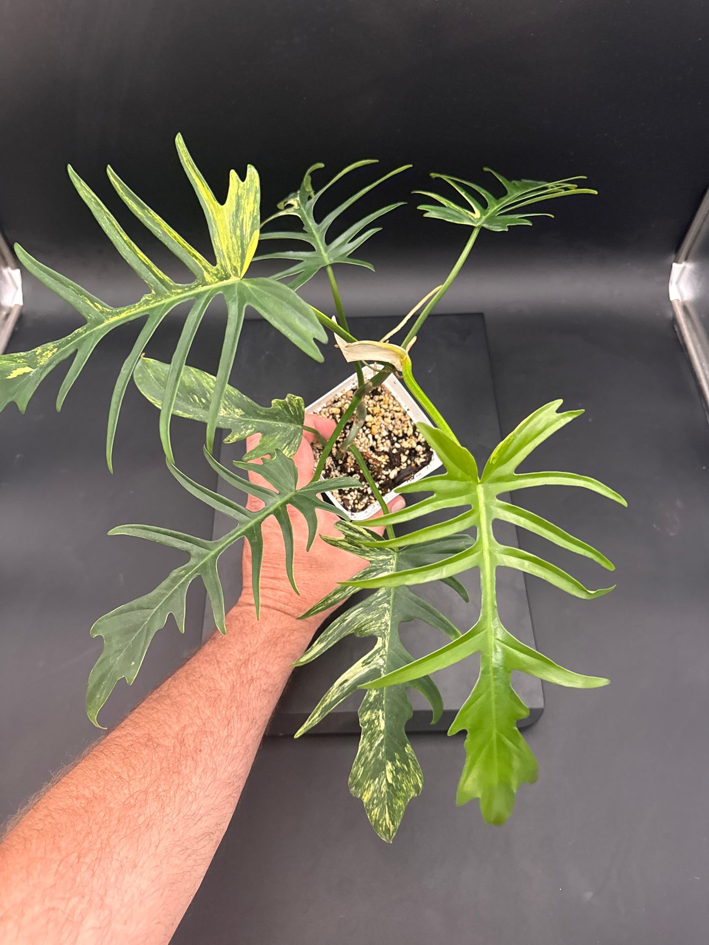 Philodendron Tortum × Florida Beauty Variegated - “Gabriel”