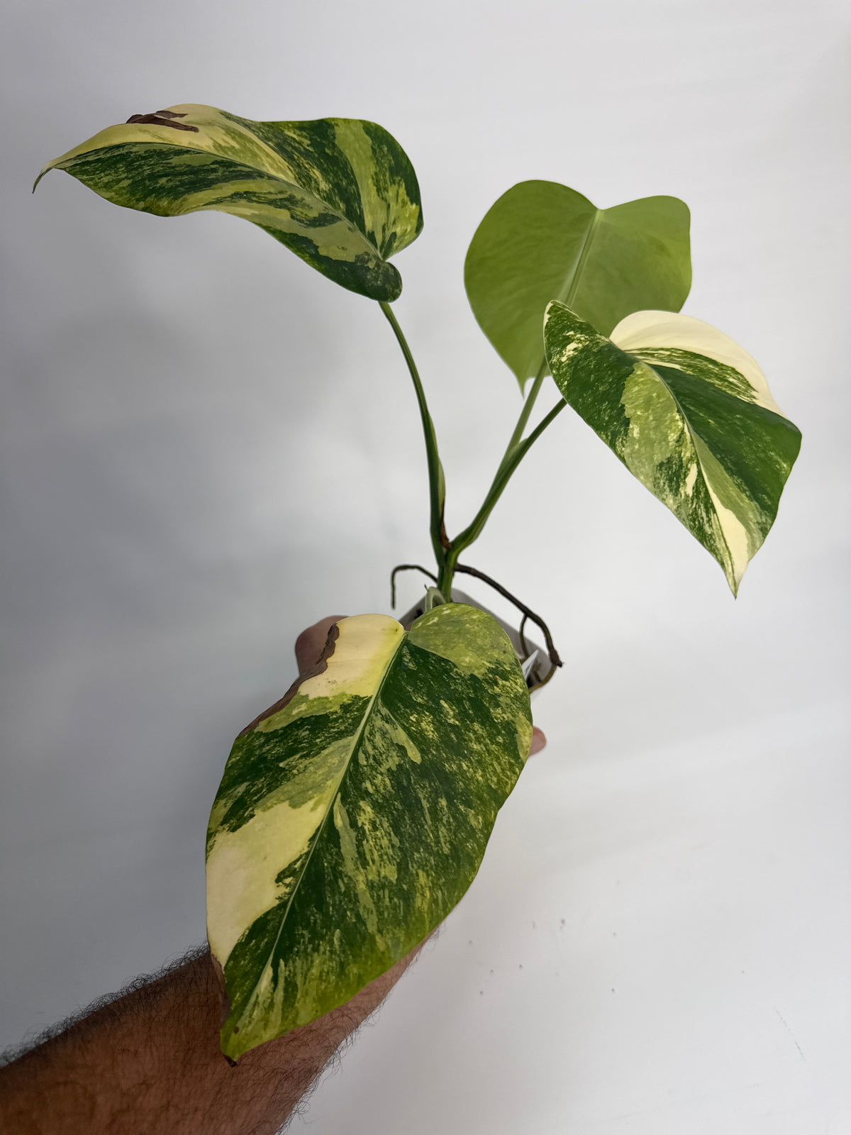 Monstera borsigiana Aurea — “Sophia”