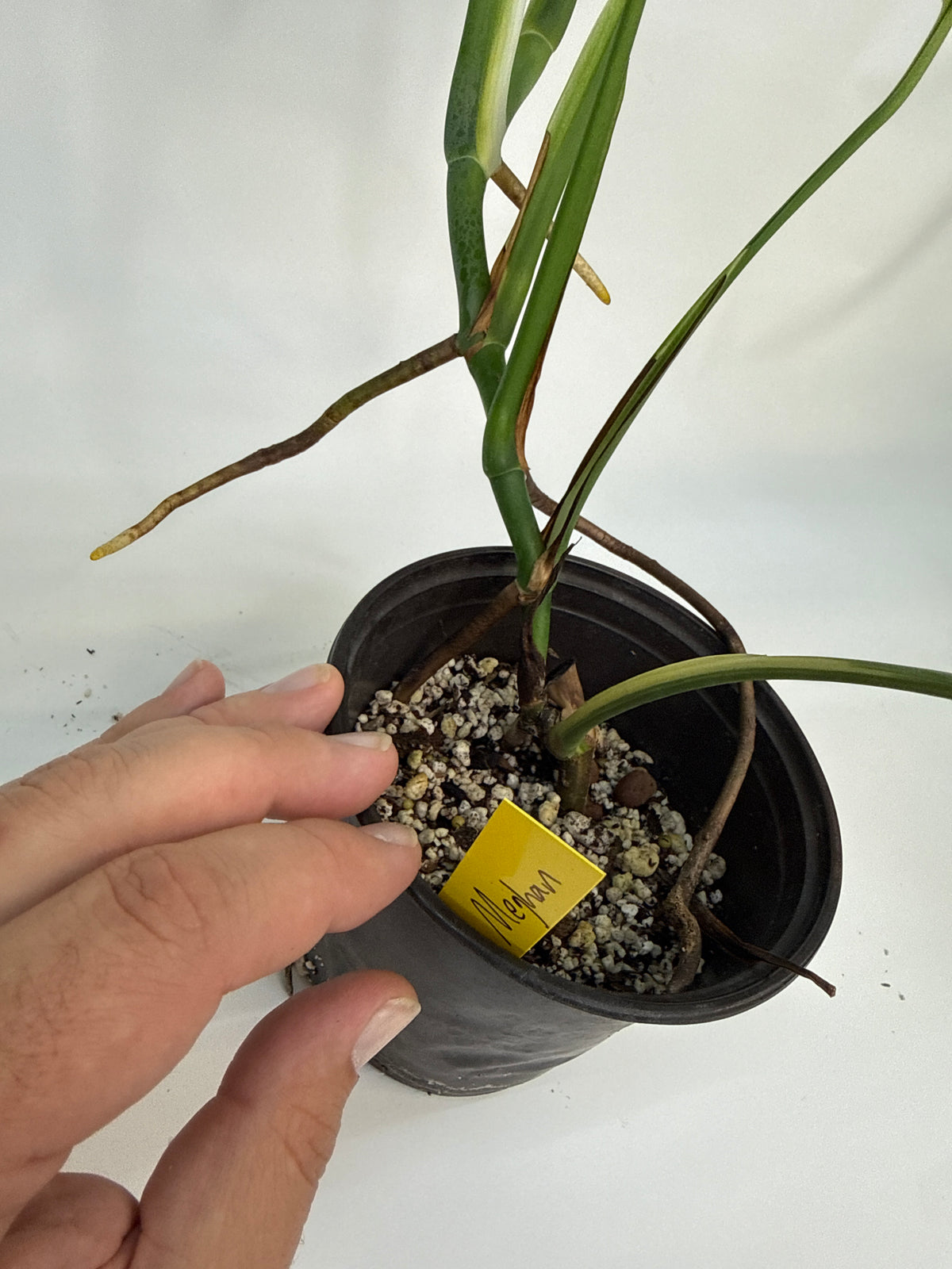 Monstera borsigiana Aurea — “Meghan”
