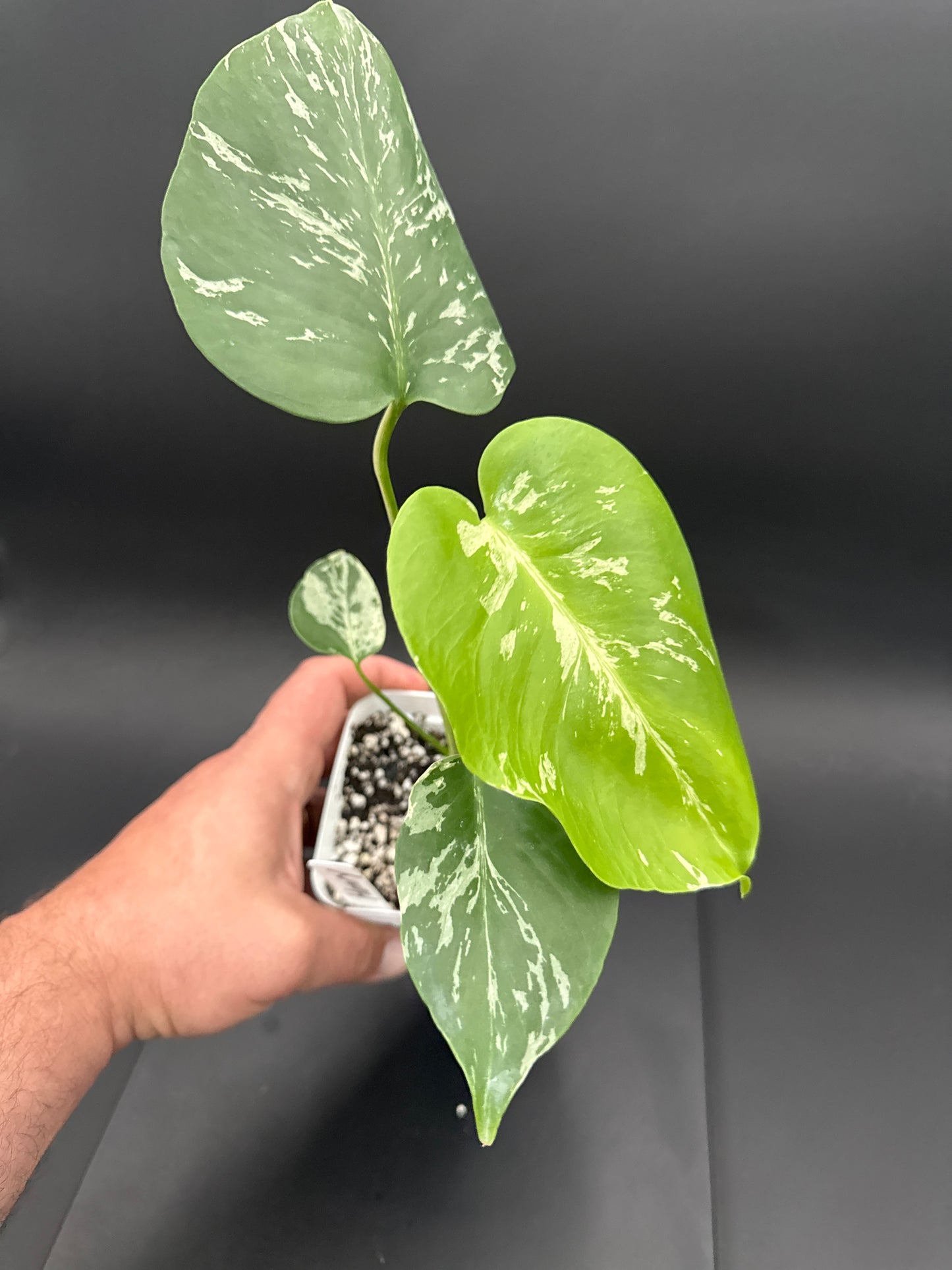 Monstera Bulbasaur - “Henry”