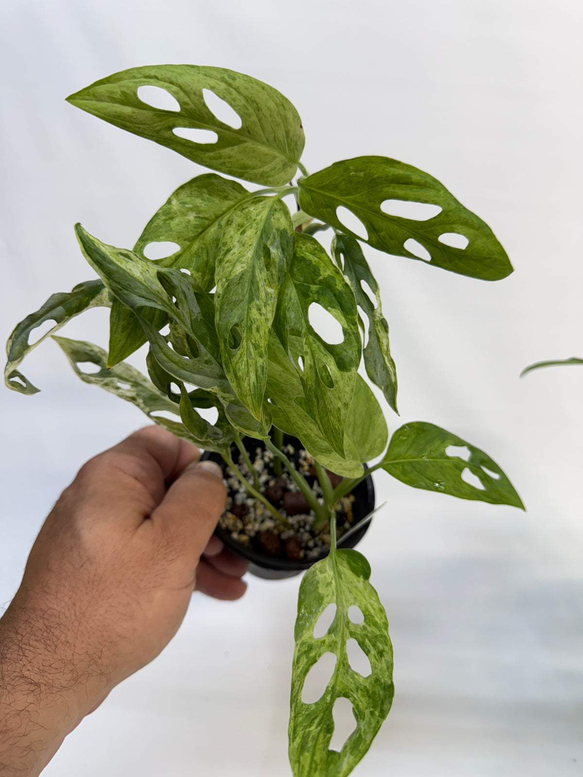 Monstera adansonii ‘Indonesian Mint’ — Grower’s Choice