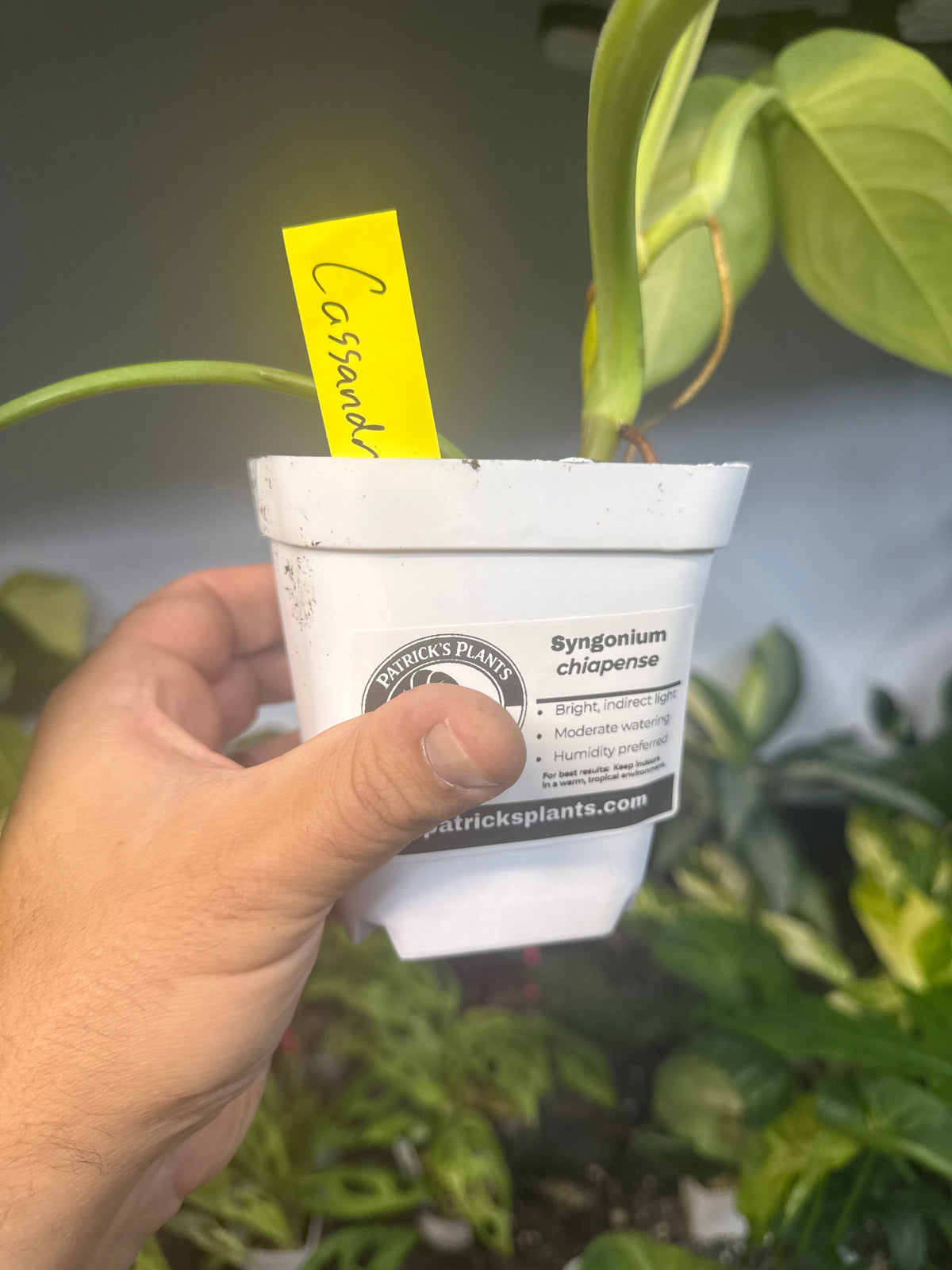 Syngonium chiapense — “Cassandra” | 5” Square Pot