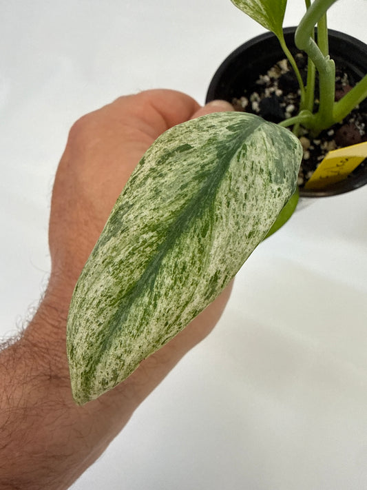 Epipremnum giganteum Tricolor Variegated —‘Erika’ | 4” Pot