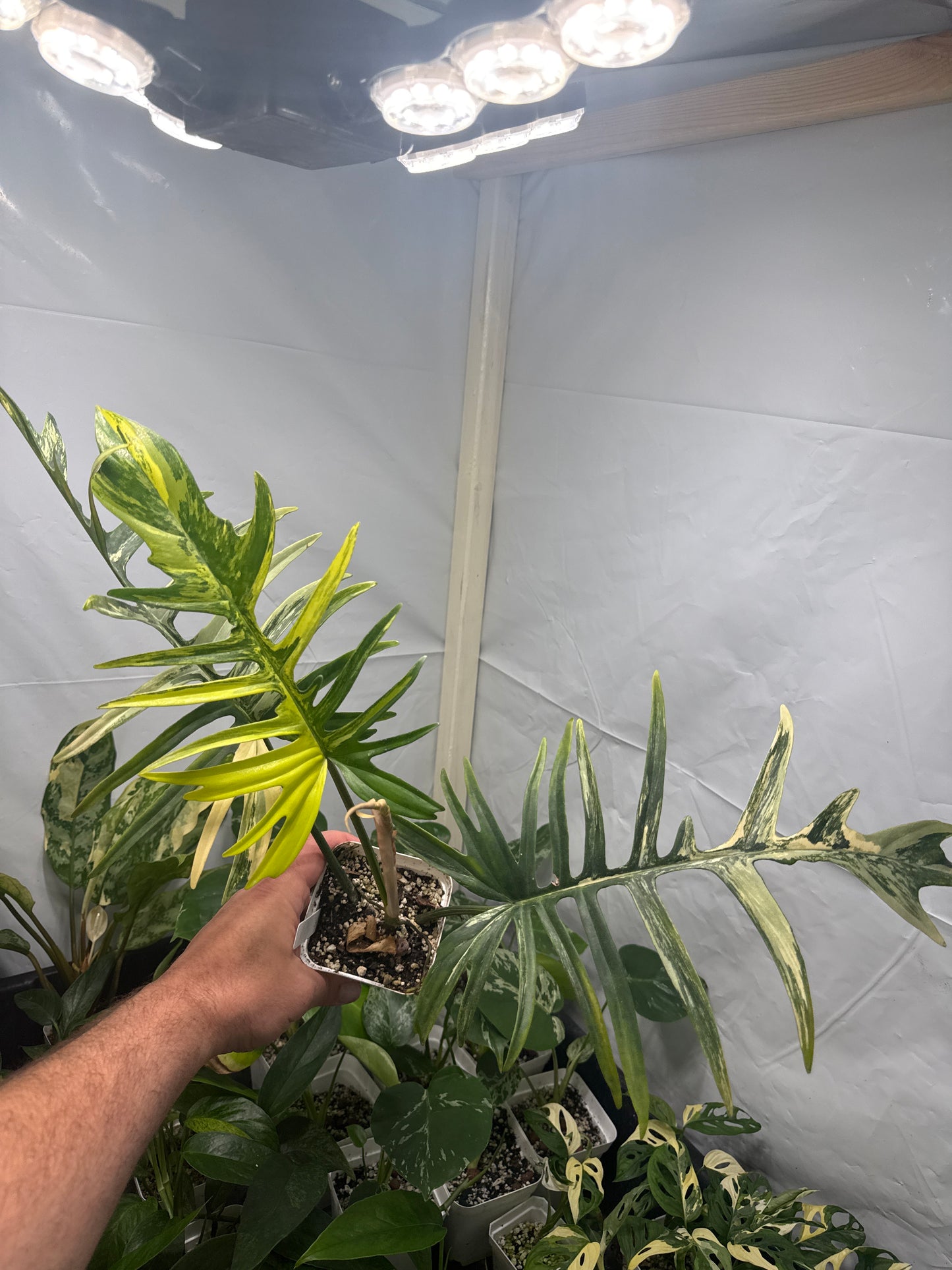 Philodendron Tortum × Florida Beauty Variegated - “Ella”