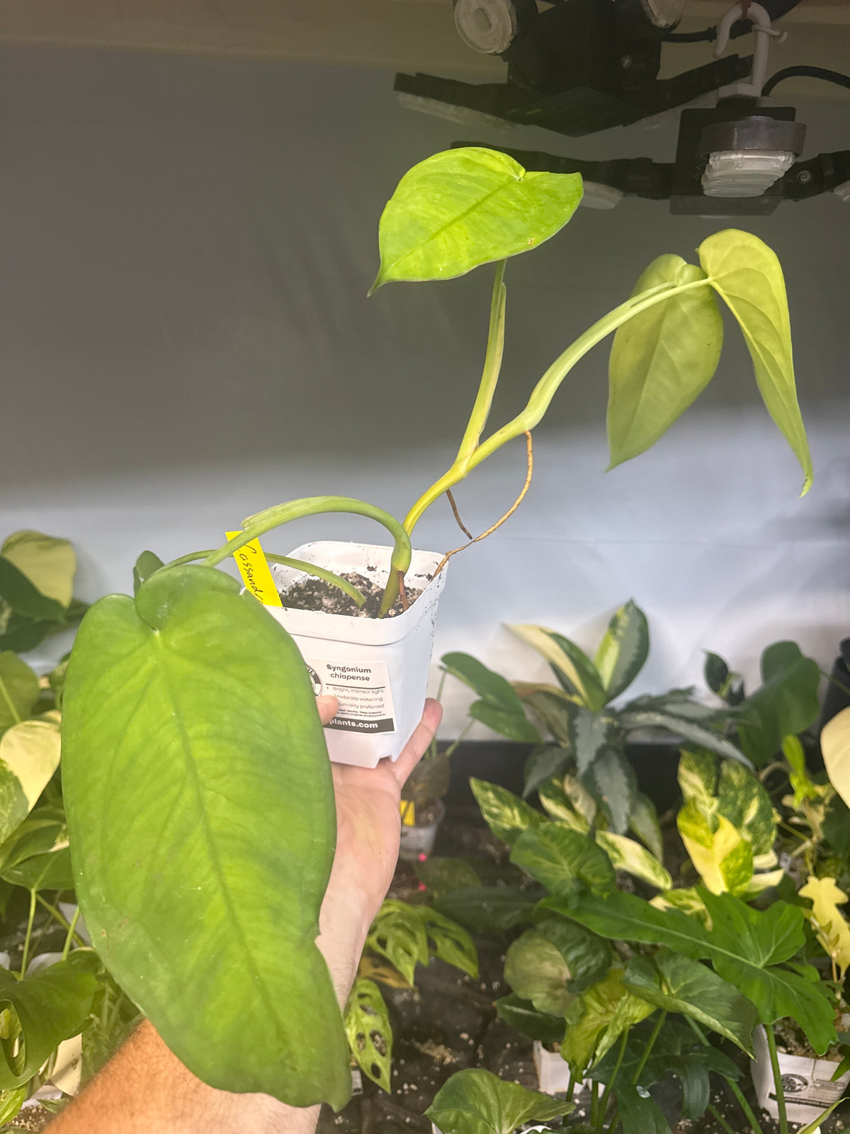 Syngonium chiapense — “Cassandra” | 5” Square Pot