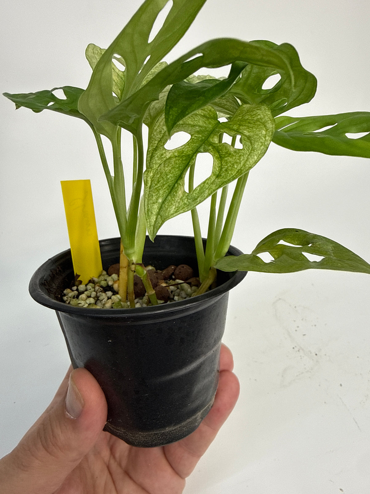 Monstera adansonii ‘Archipelago’ - “Shawn”