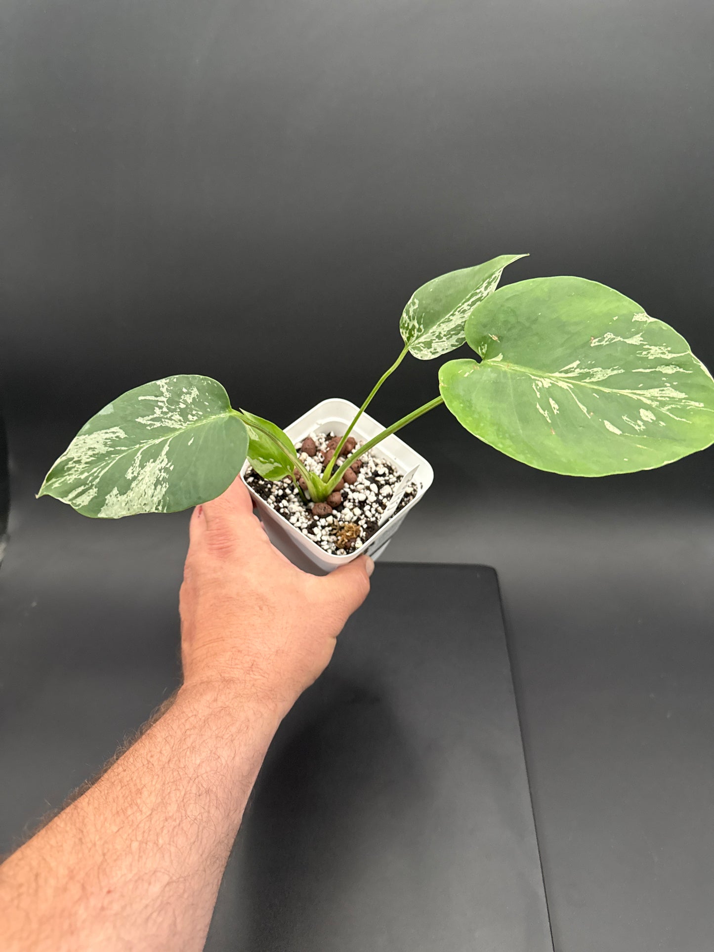 Monstera Bulbasaur - “Chloe”