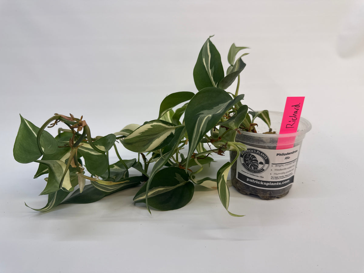 Philodendron Rio - “Richard”