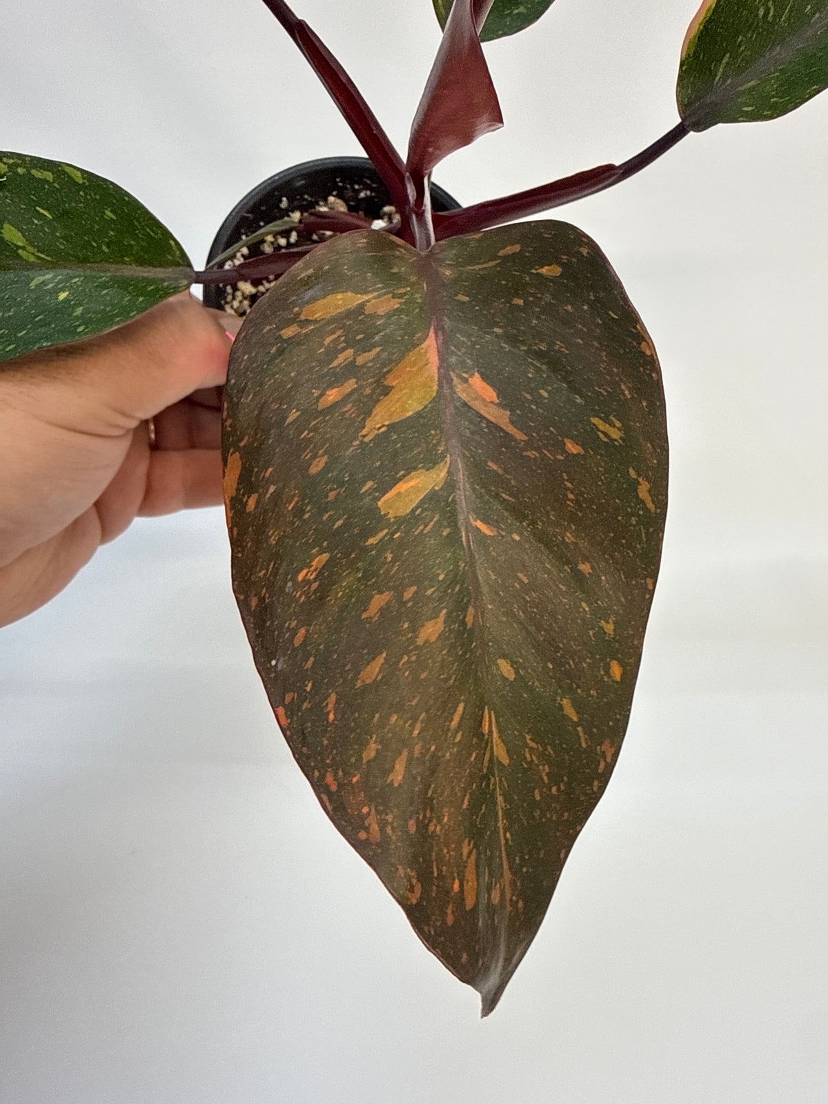 Philodendron ‘Orange Princess’ – High Color | Katie