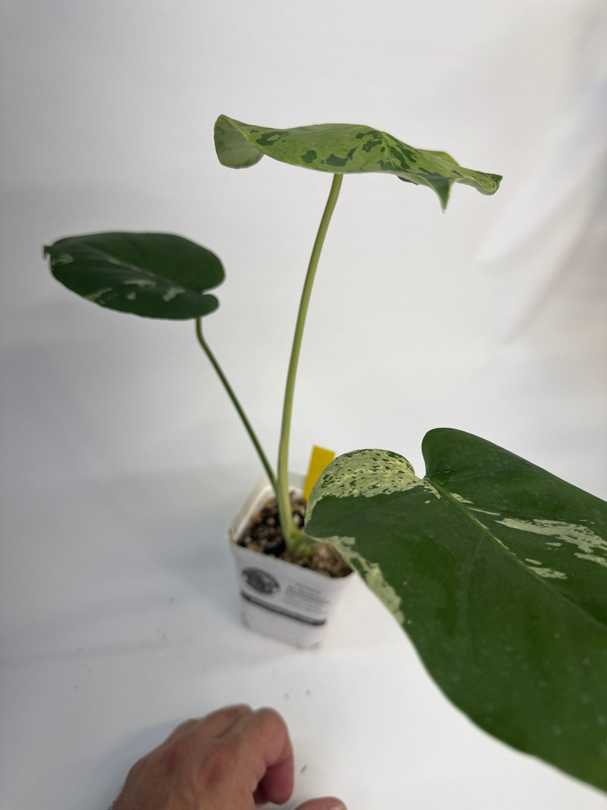 Monstera “Bulbasaur” - (Cory)