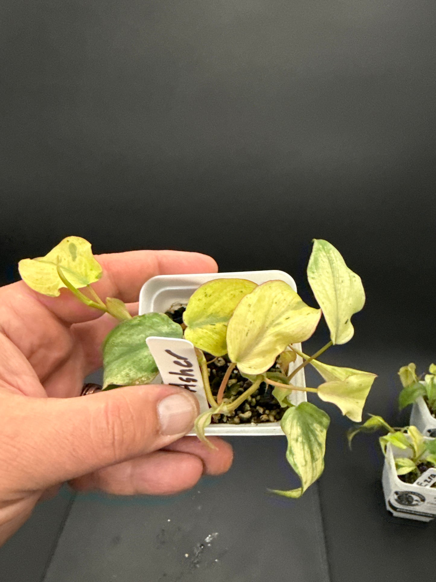 Philodendron Micans Pink Mint - “your choice”