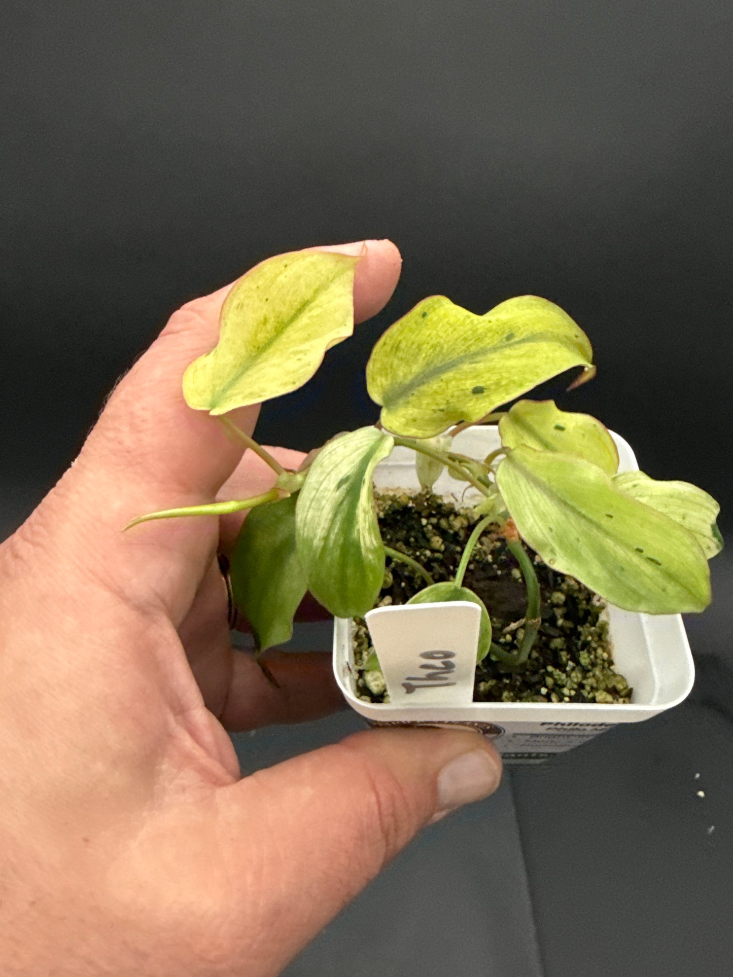 Philodendron Micans Pink Mint - “your choice”