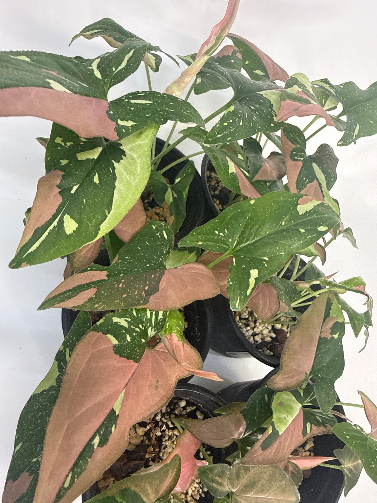 Syngonium ‘Red Spot Tricolor’ — Grower’s Choice | 4” Pot