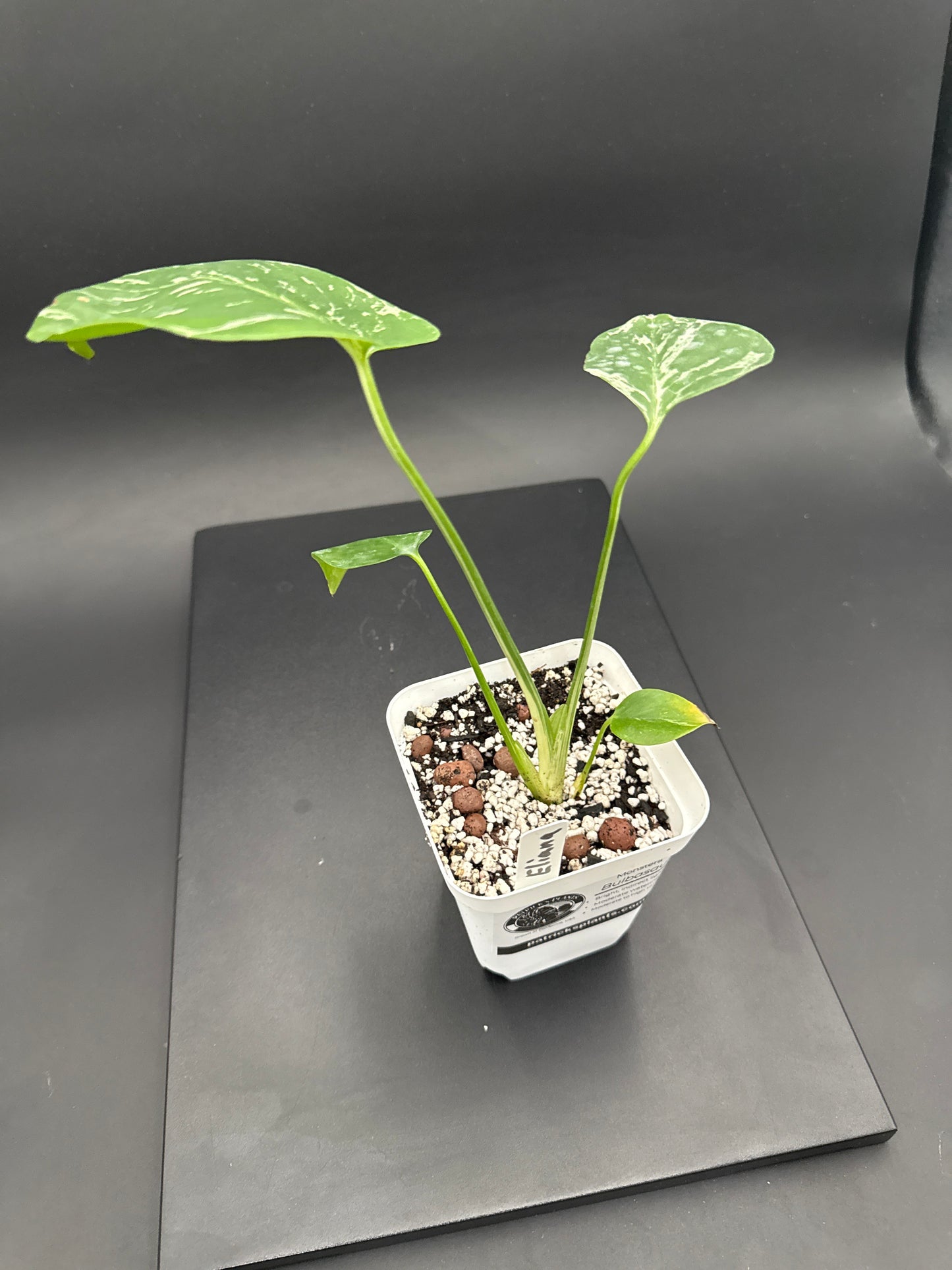 Monstera Bulbasaur - “Eliana”