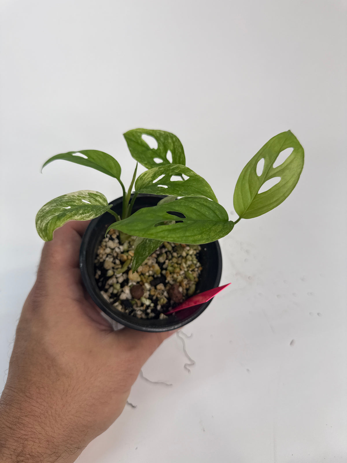 Monstera adansonii ‘Archipelago’ - “Jamie”
