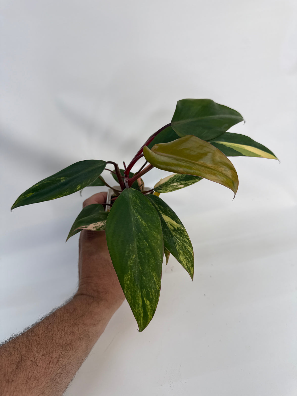 Philodendron strawberry shake - “Randy”