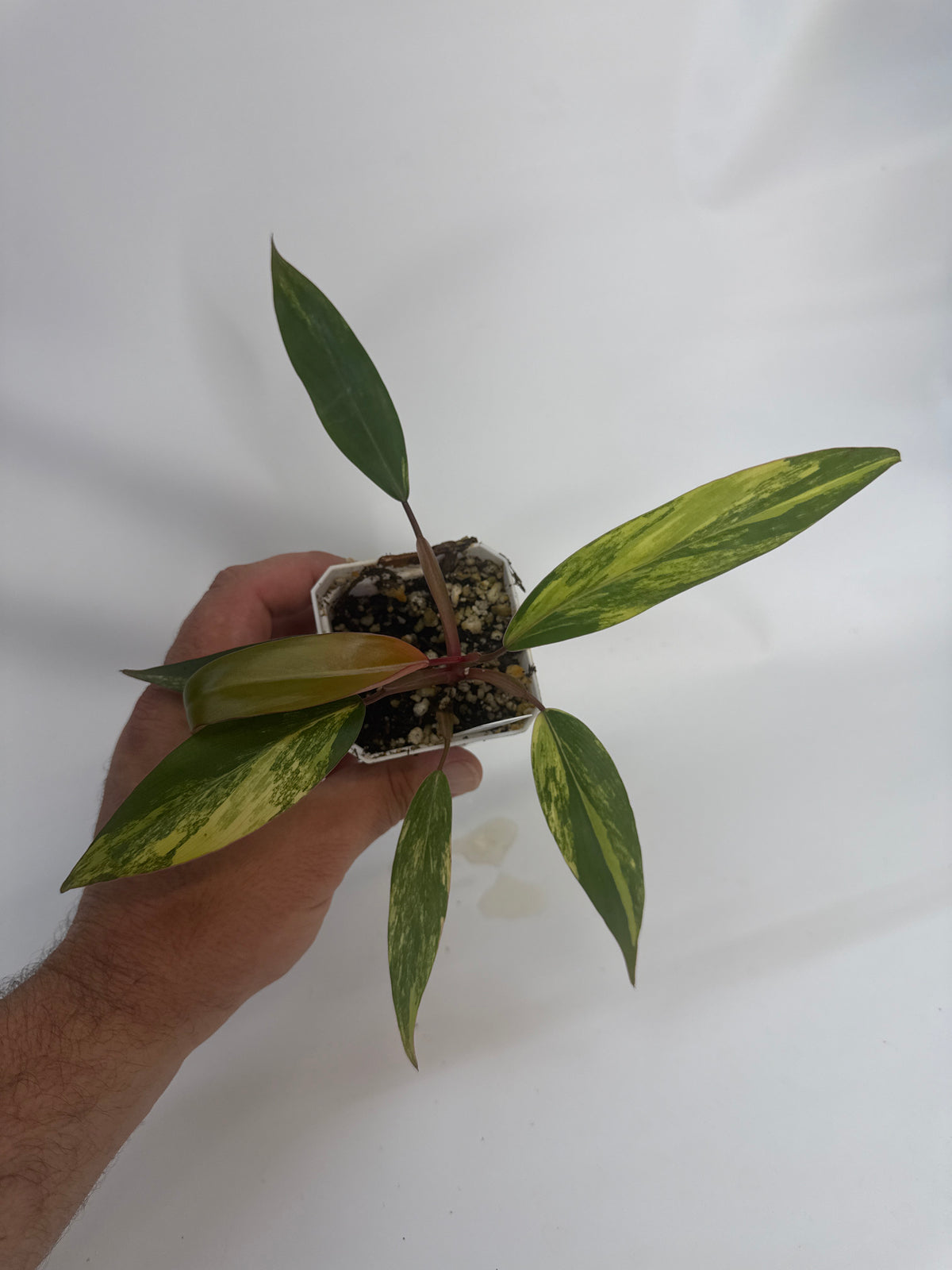 Philodendron strawberry shake - “Olivia”
