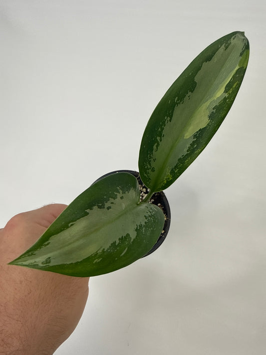 Aglaonema Suvarnabhumi Variegated “Airport” — ‘Zach’