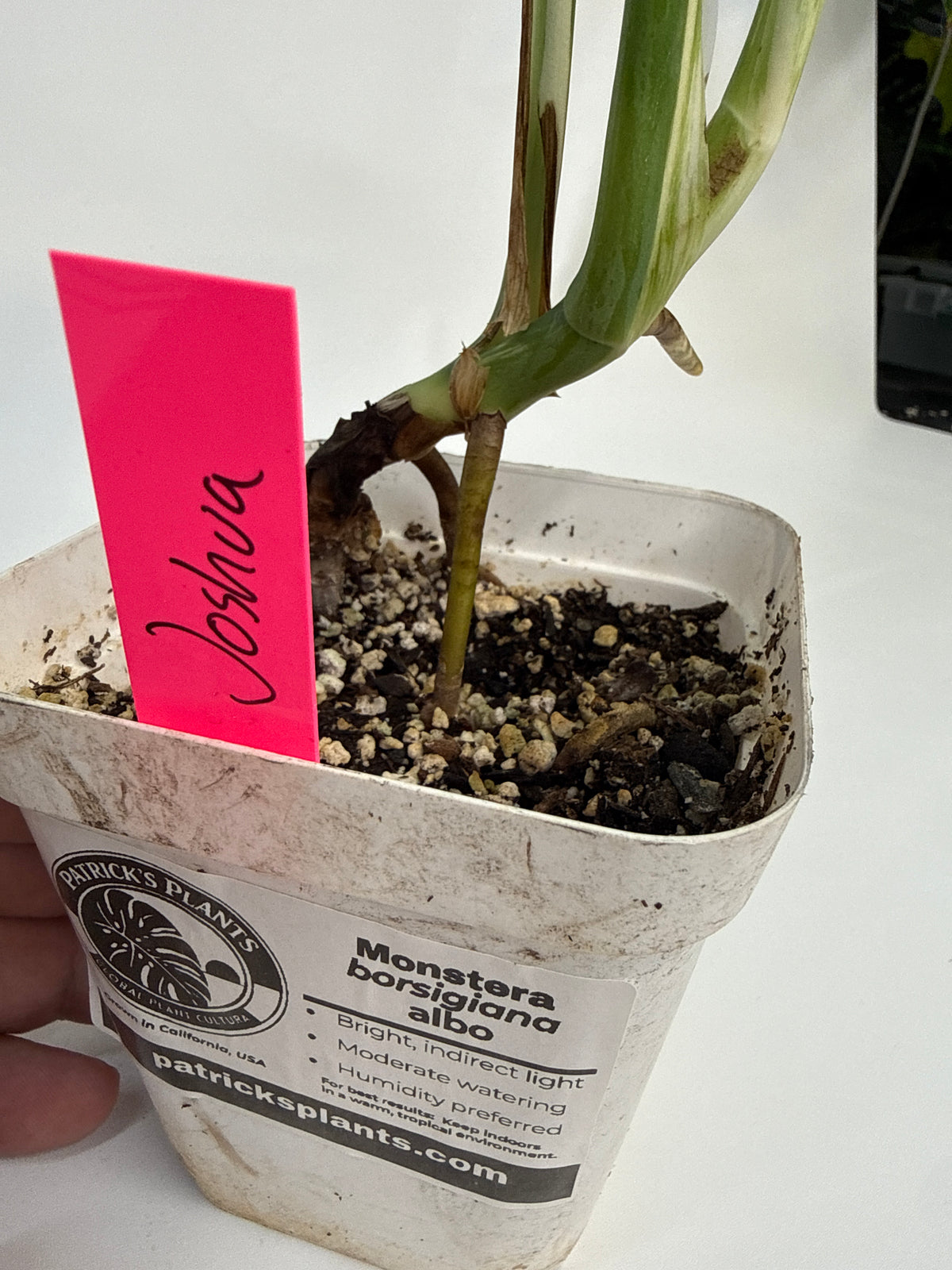 Monstera deliciosa albo - “Joshua”