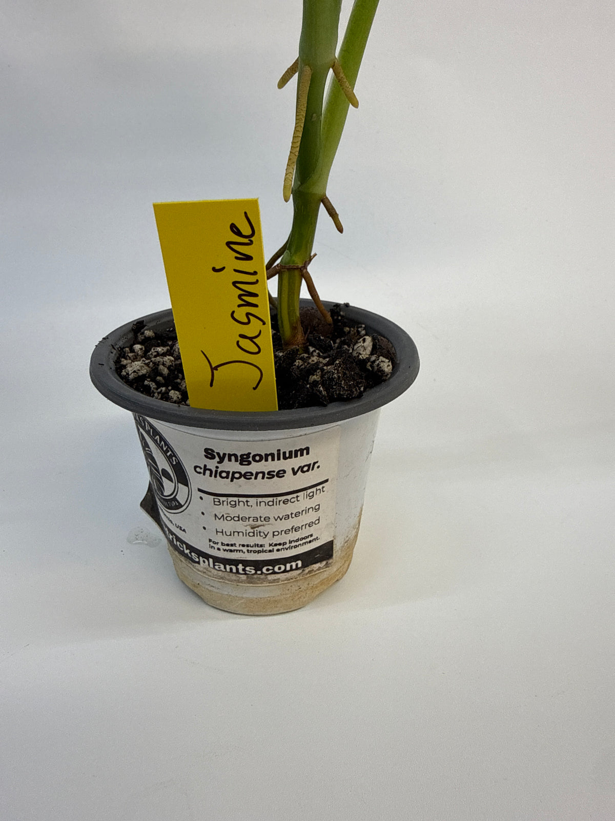 Variegated Syngonium chiapense – Jasmine | 4”
