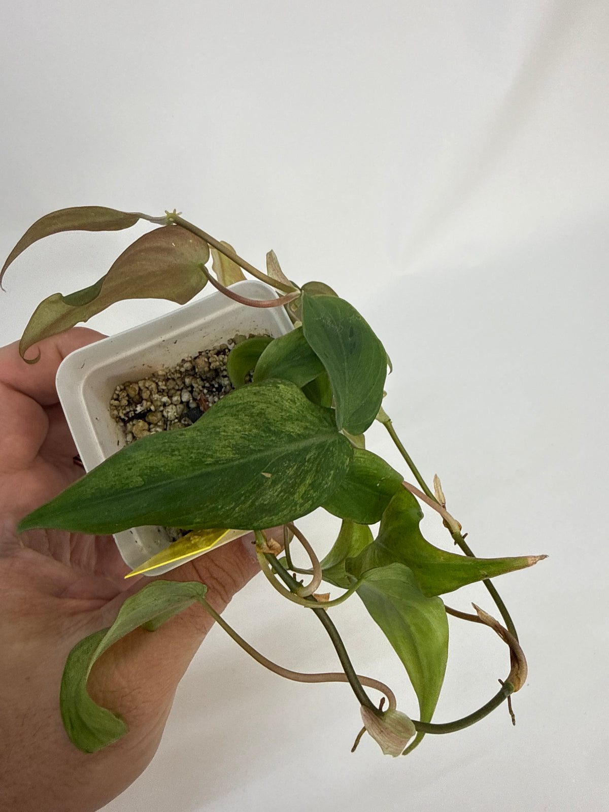 Philodendron Micans mint variegated with pink - “Edward”