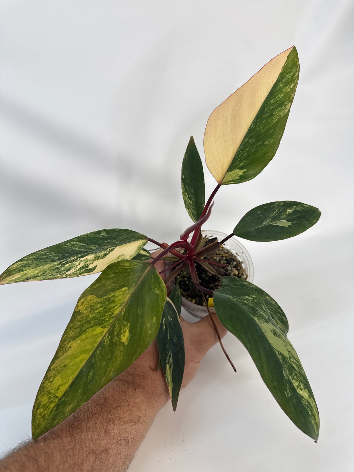 Philodendron strawberry shake - “Peach”