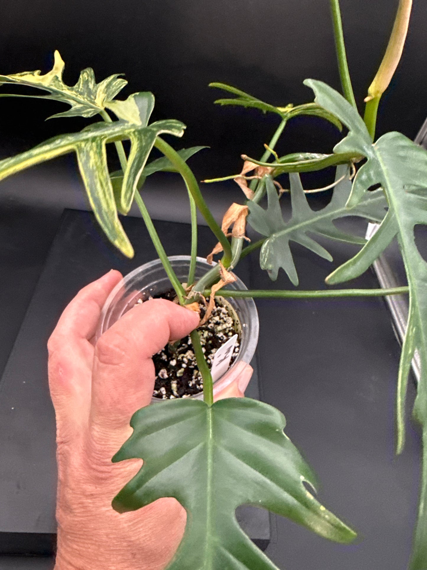 Philodendron Tortum × Florida Beauty Variegated - The plant photographed is what you receive. “KAI”