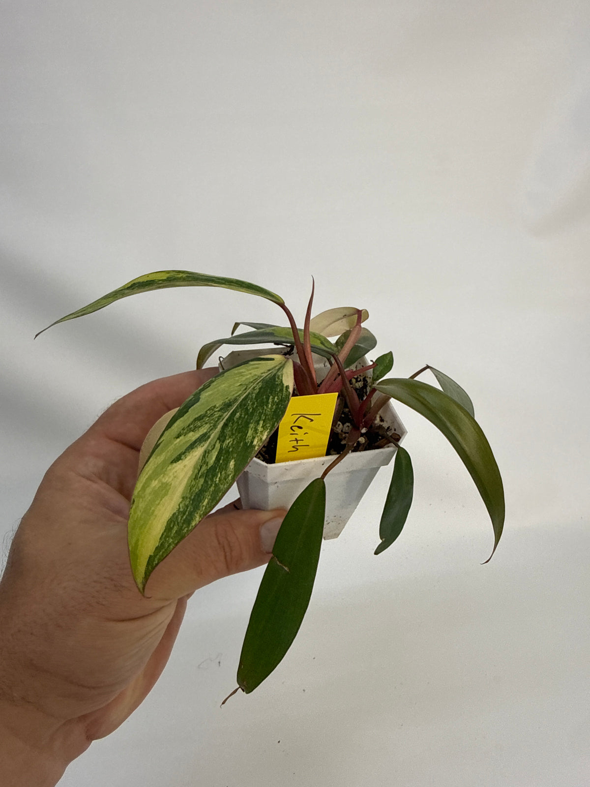 Philodendron strawberry shake - “Keith”