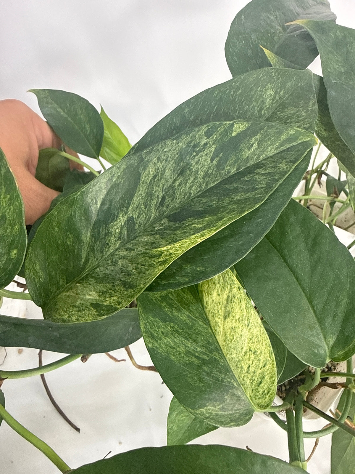 Epipremnum pinnatum ‘Mint’ Variegated — Grower’s Choice | 5” Pot