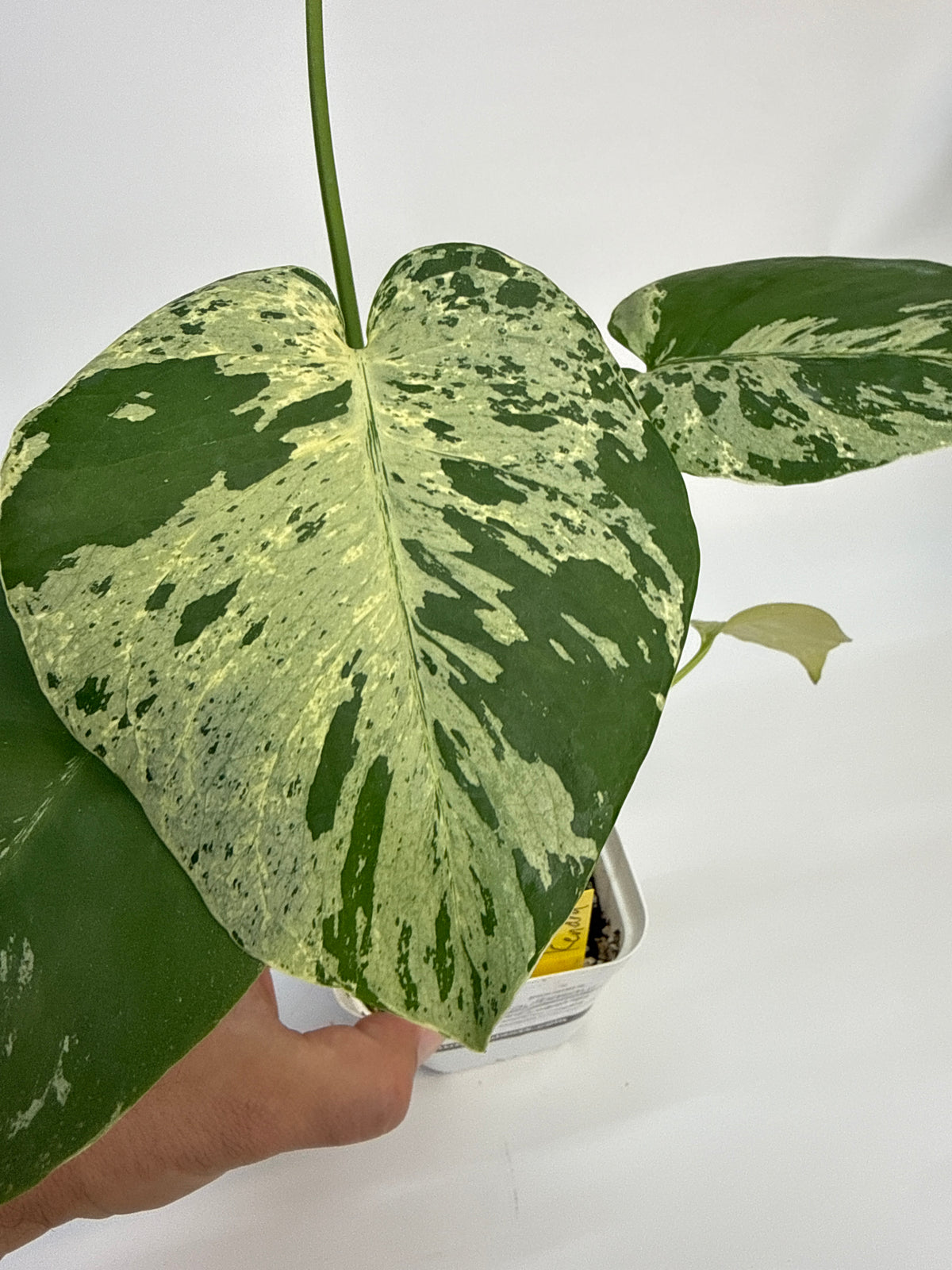 Monstera “Bulbasaur” - (Kendra)