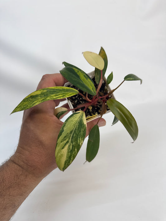 Philodendron strawberry shake - “Keith”