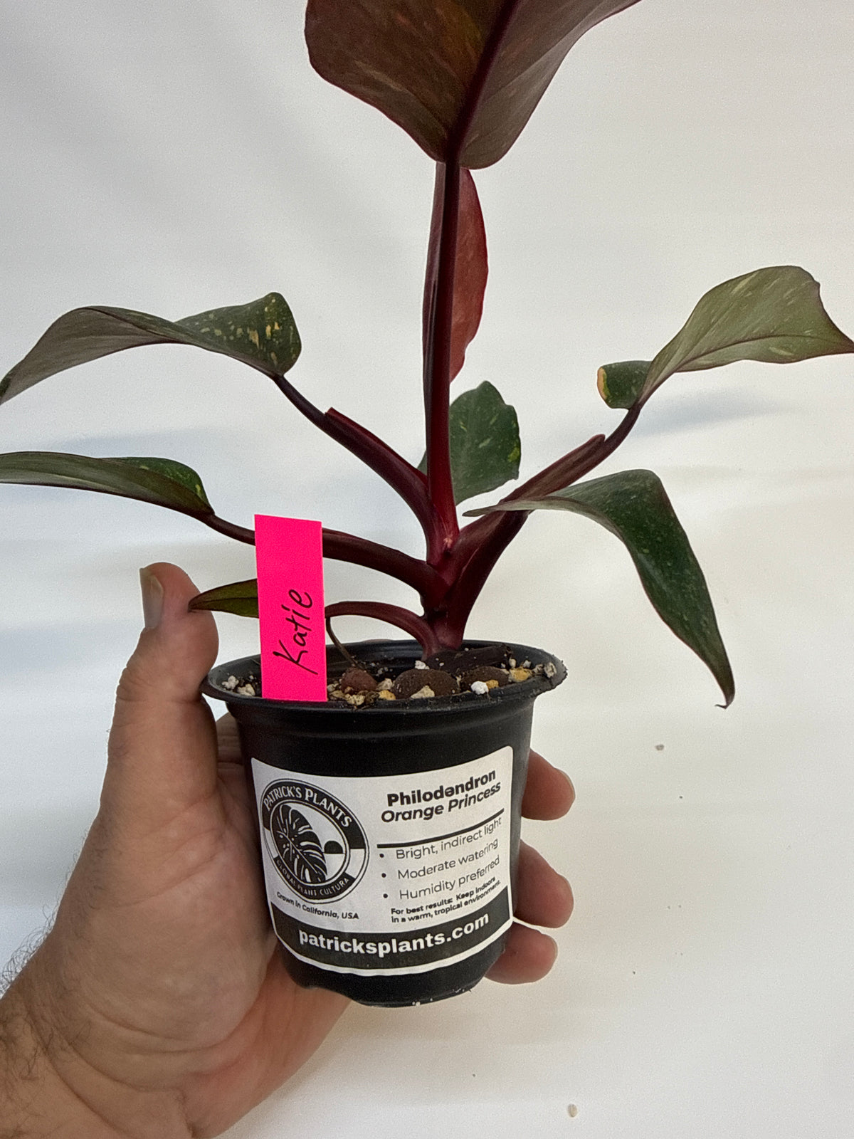 Philodendron ‘Orange Princess’ – High Color | Katie